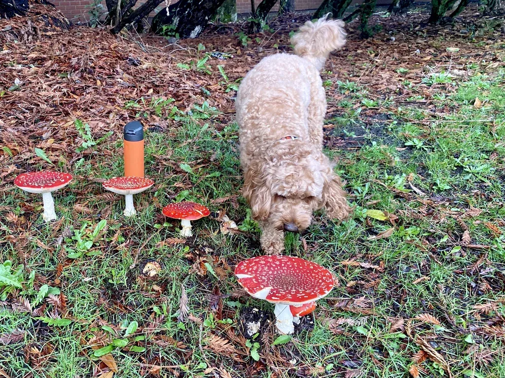 Amanita Muscaria mushrooms in a yard with a curious dog next to them