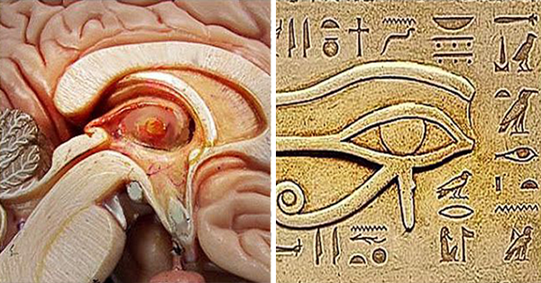 No, there's no evidence for DMT being produced in your pineal gland